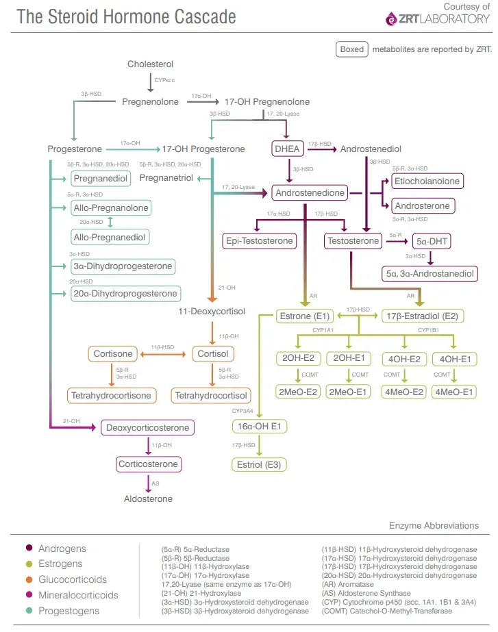 a flow diagram of the steroid hormone cascade .
