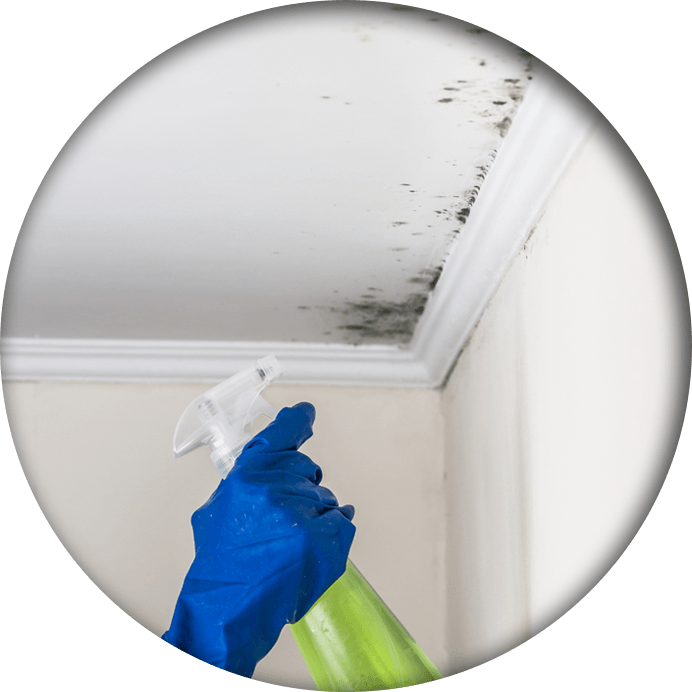 A hand wearing rubber gloves spraying a corner with mold