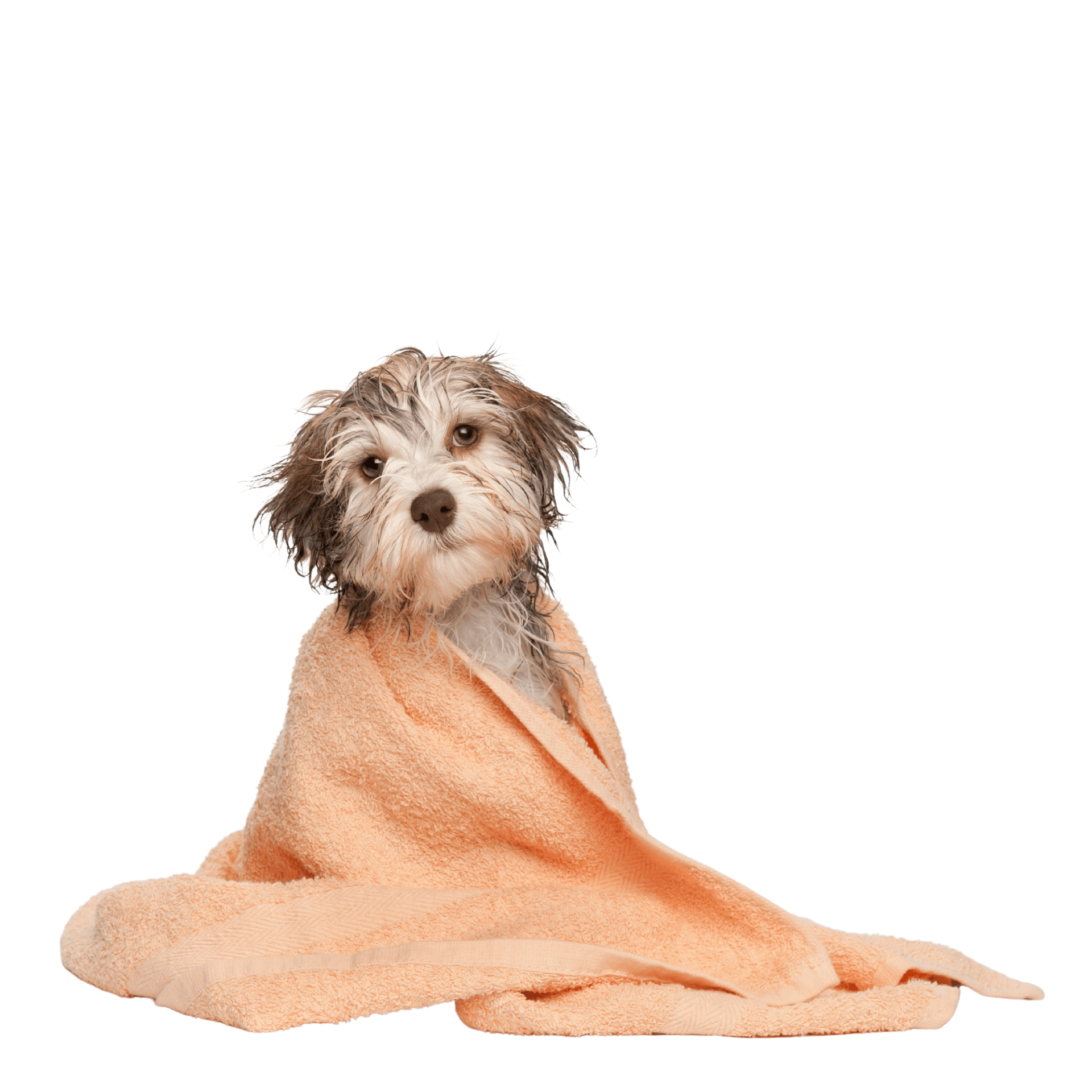 wet dog wrapped in an orange towel