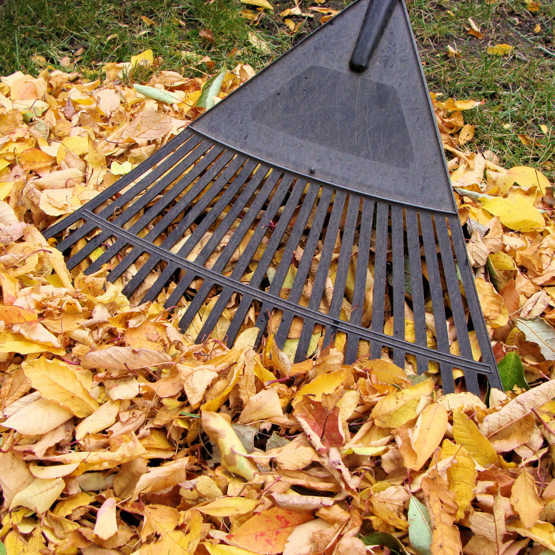 A garden rake collects fallen leaves.