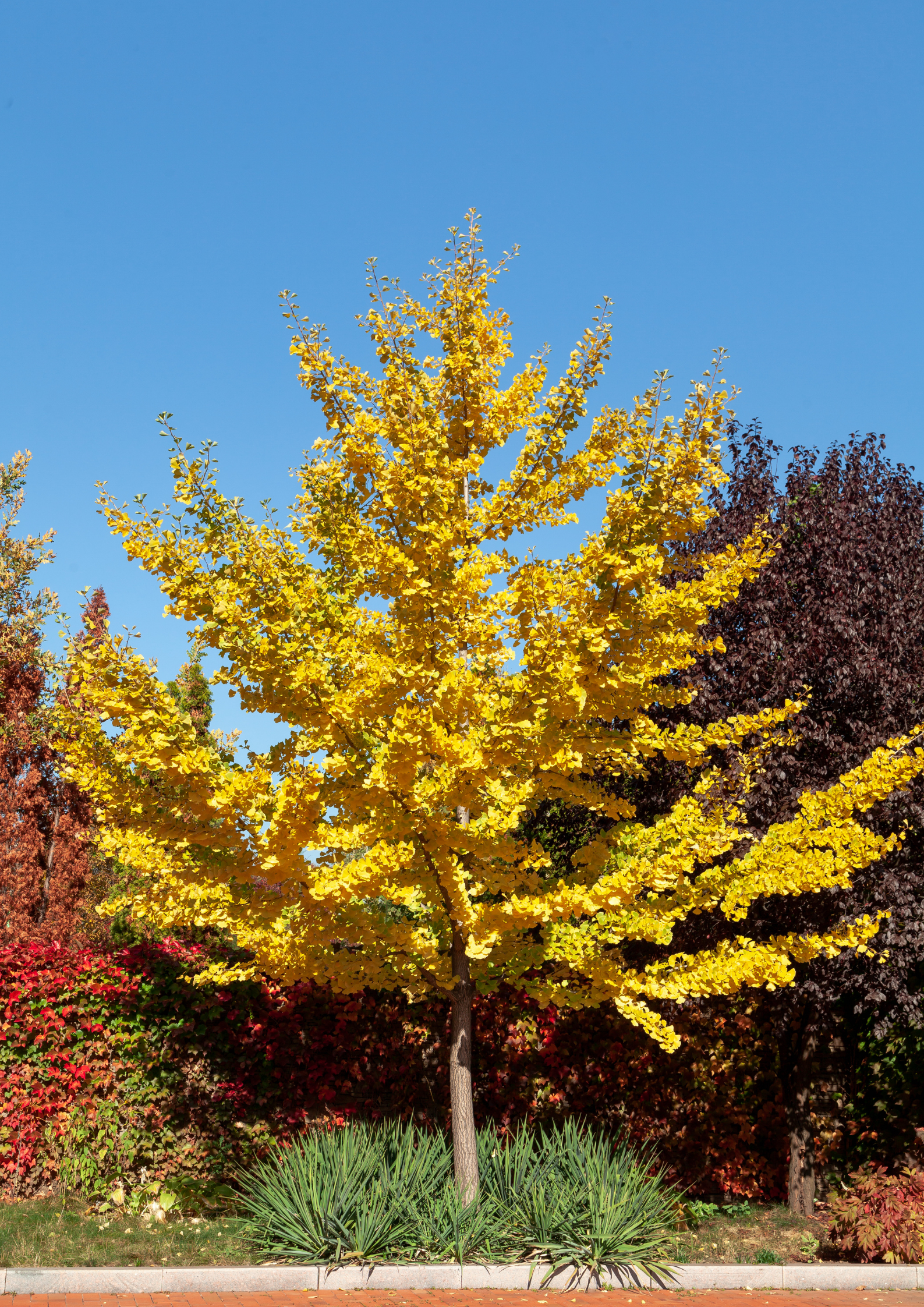 A young maple tree along the side of the road displays a splash of fall colors