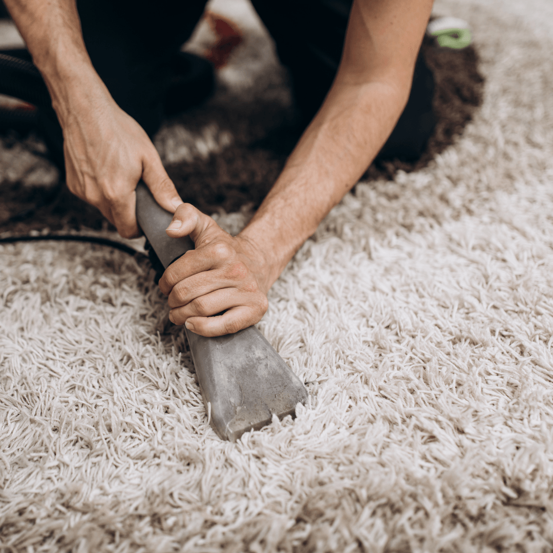 A home owner shampooing a carpet with deep thick pile