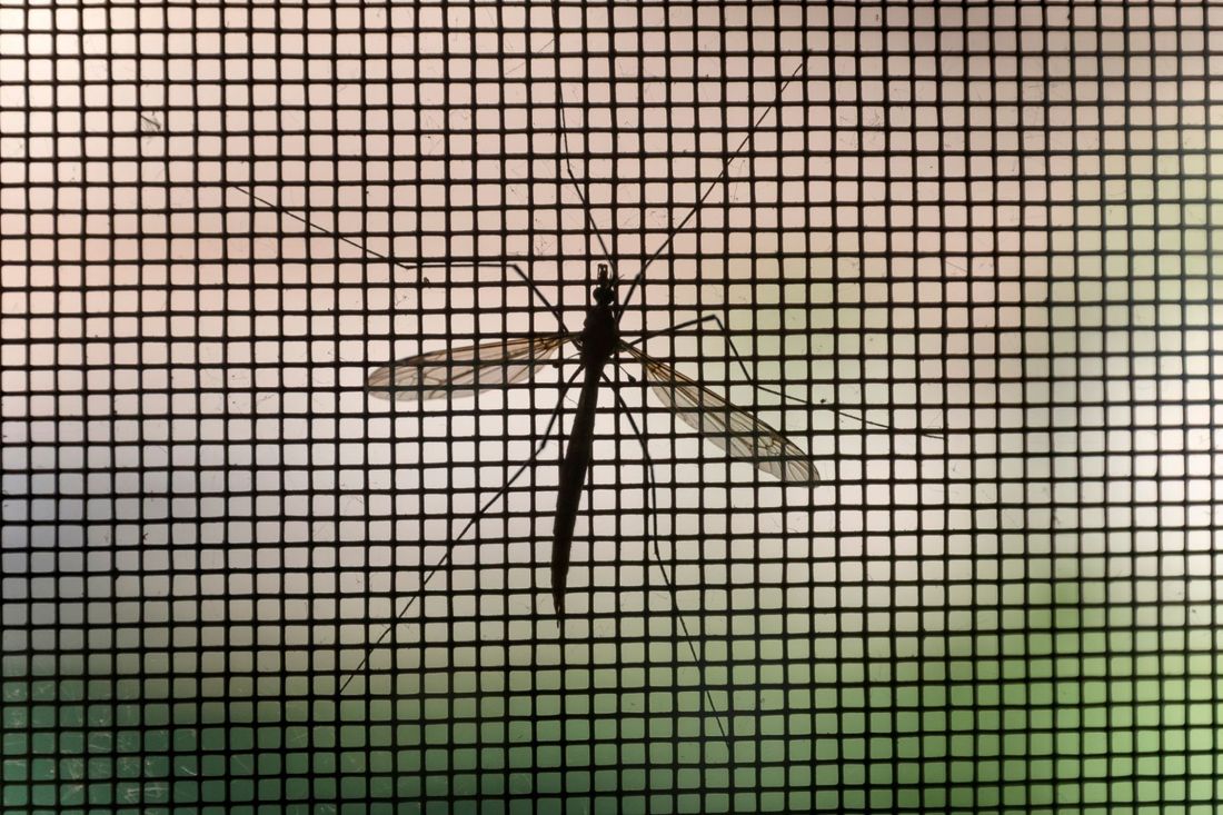zanzariera mentre protegge la casa da una zanzara