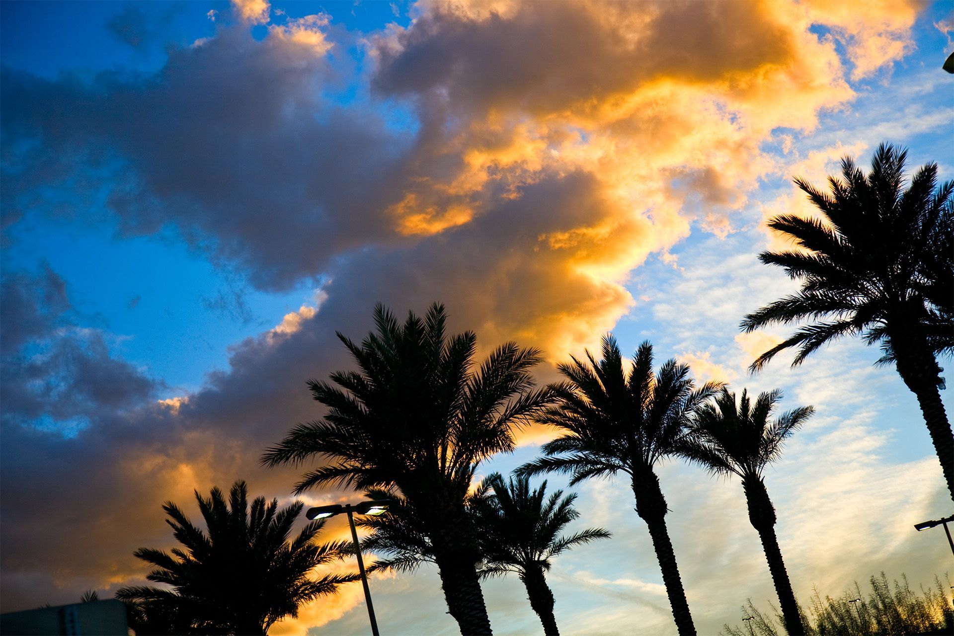 a row of palm trees silhouetted against a cloudy sky at sunset