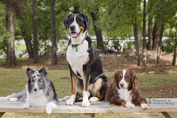 Boarding — Canine Training Unlimited in Chesapeake, VA