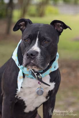 Boarding — Canine Training Unlimited in Chesapeake, VA