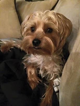 Boarding — Canine Training Unlimited in Chesapeake, VA