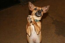 Boarding — Canine Training Unlimited in Chesapeake, VA