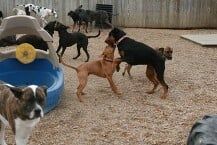 Boarding — Canine Training Unlimited in Chesapeake, VA