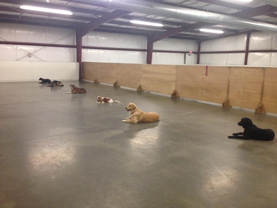 Boarding — Canine Training Unlimited in Chesapeake, VA