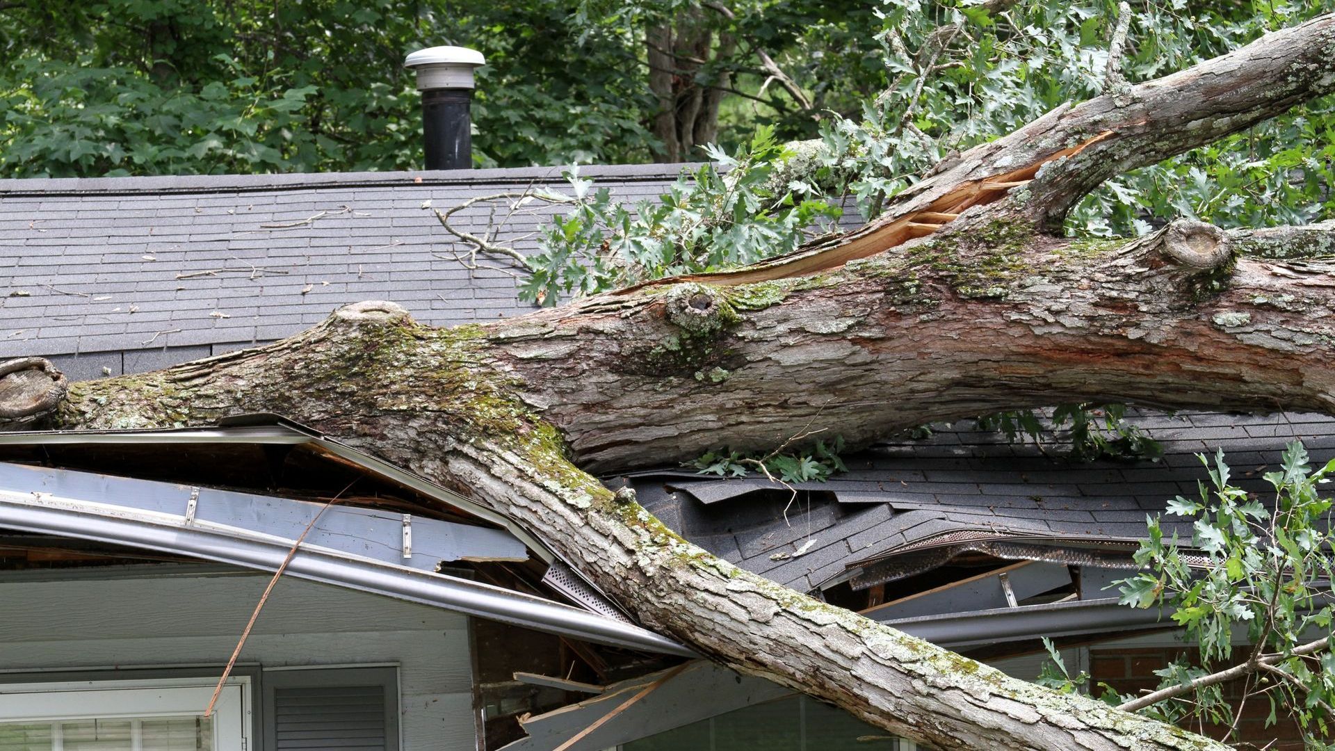 A tree has fallen on the roof of a house.