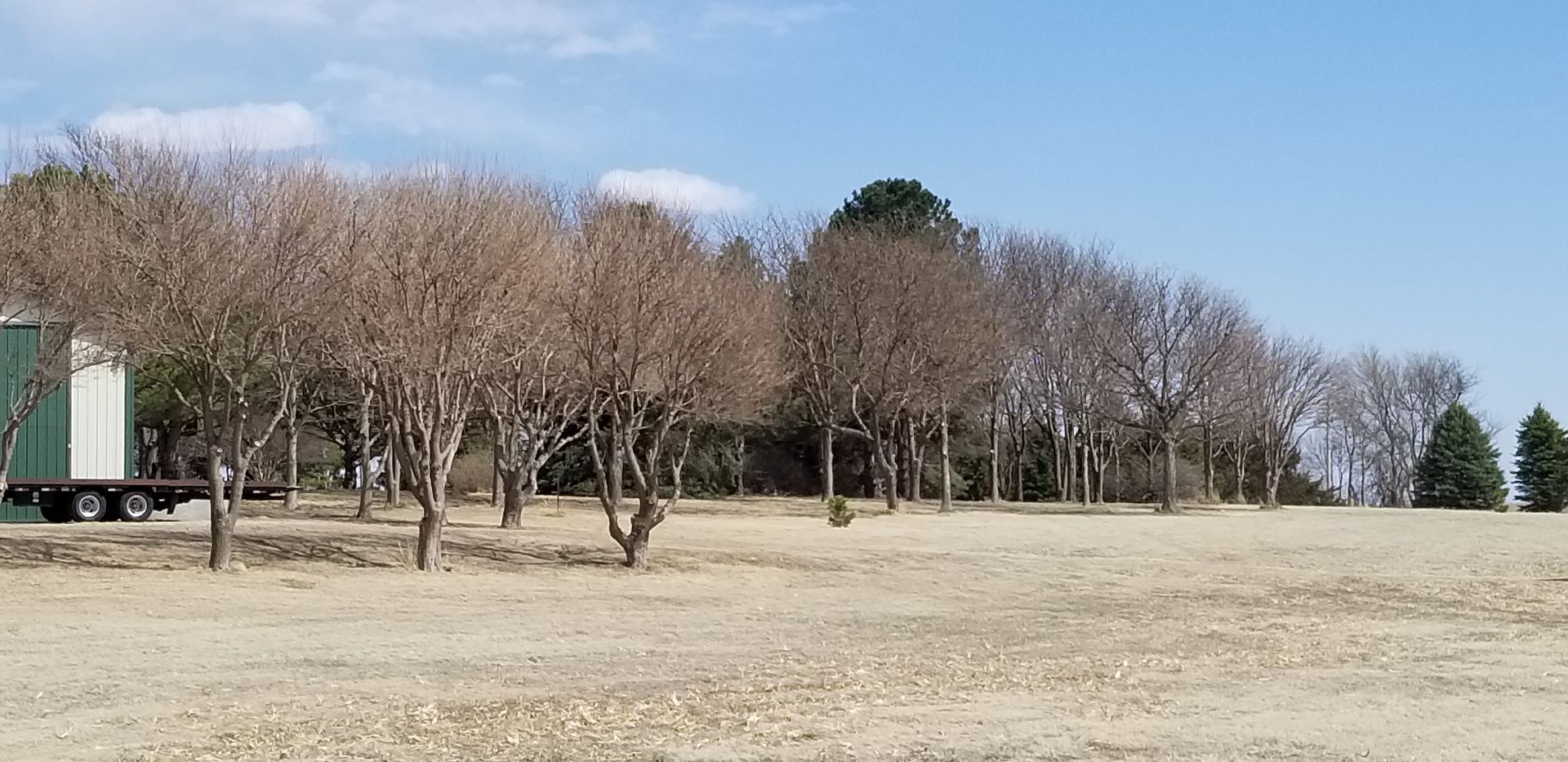 Green grassy field with large trees and sunlight filtering through the leaves.