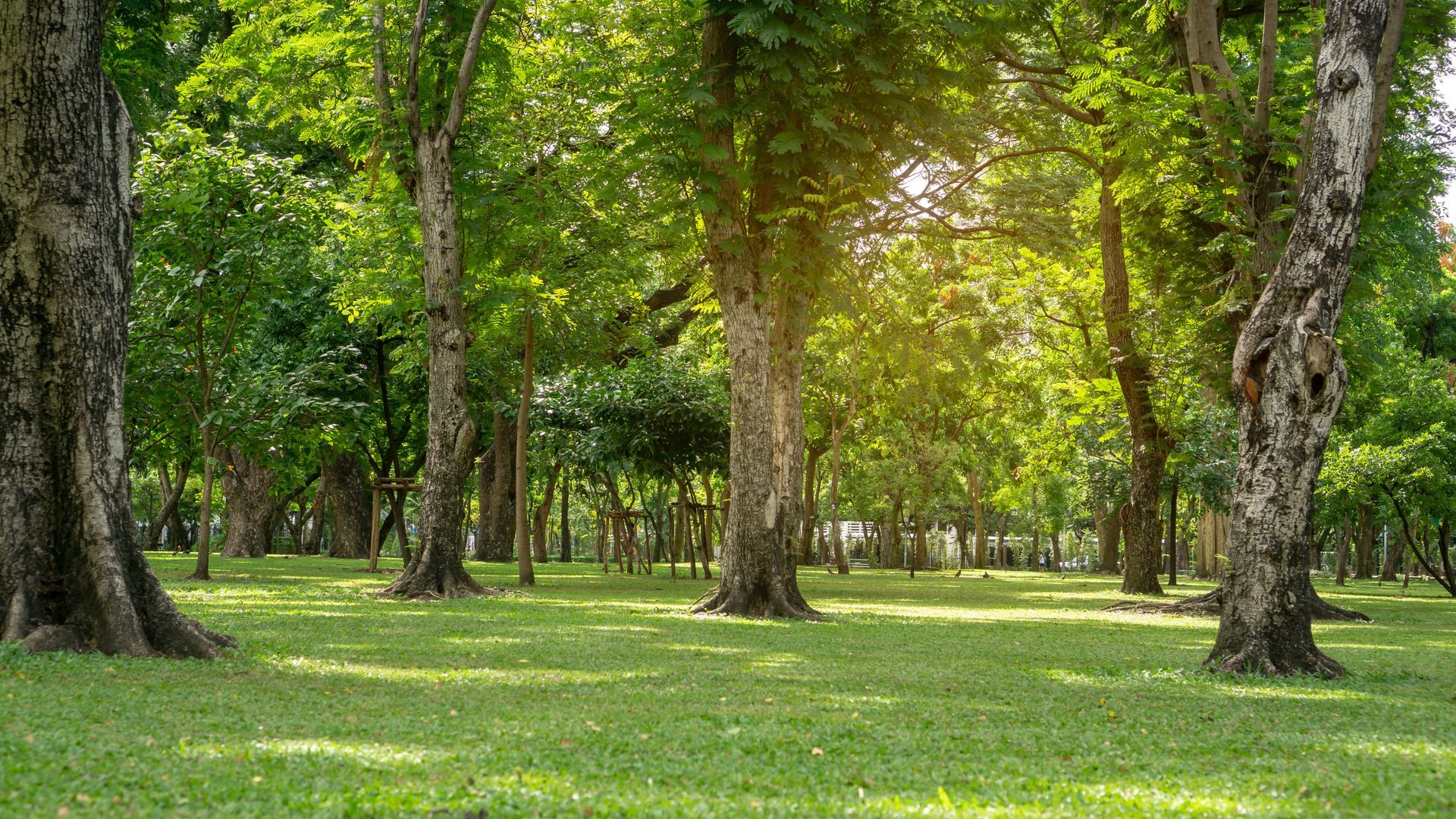 Green grassy field with large trees and sunlight filtering through the leaves. Green grassy field with large trees and sunlight filtering through the leaves.