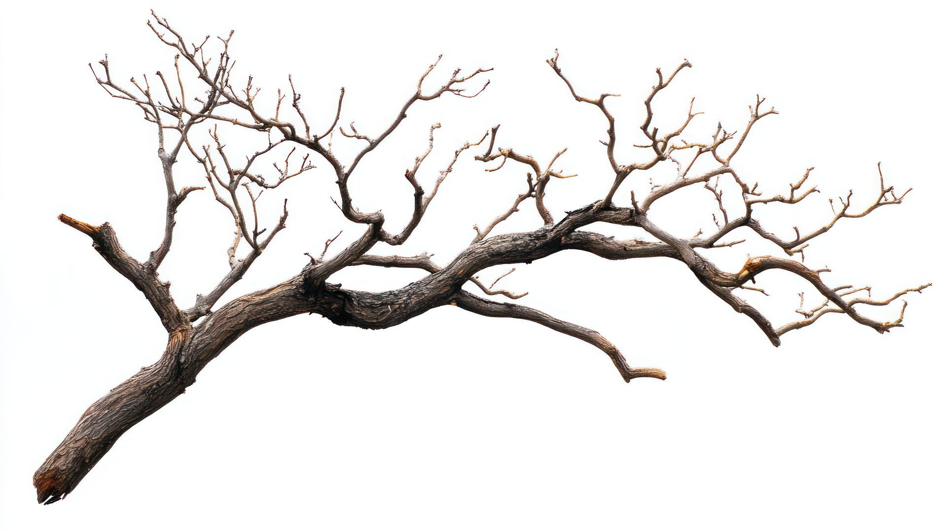 Bare tree branch against a white background.