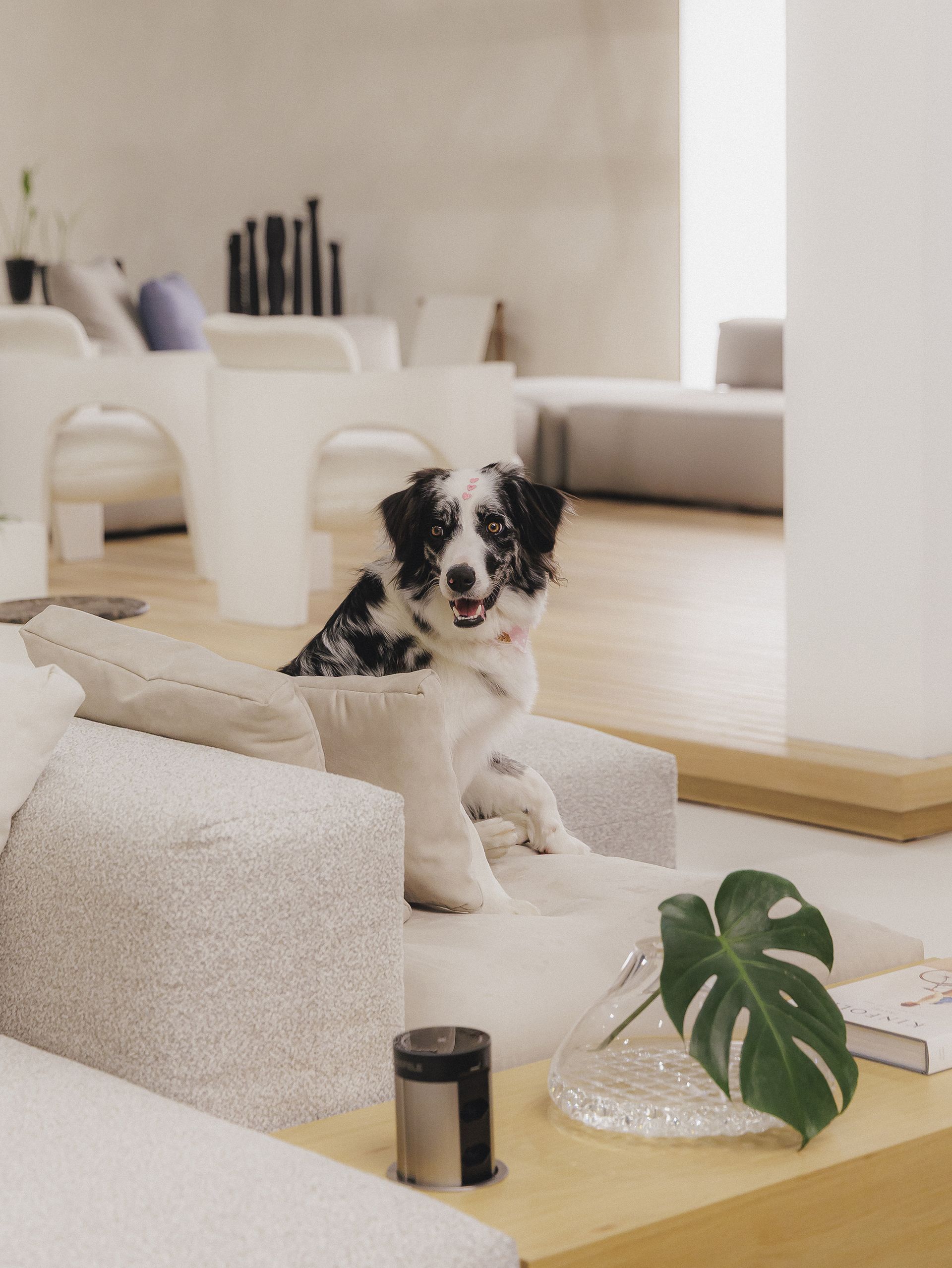 Quem tem um animal de estimação sabe: dividir o sofá ou a cama com eles é inevitável