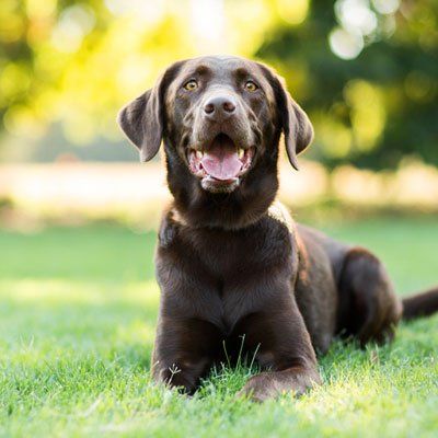 Chocolate Labrador lying on grass