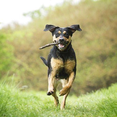 Doberman running with stick in mouth