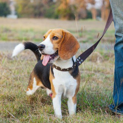 Beagle on a lead walking in a field