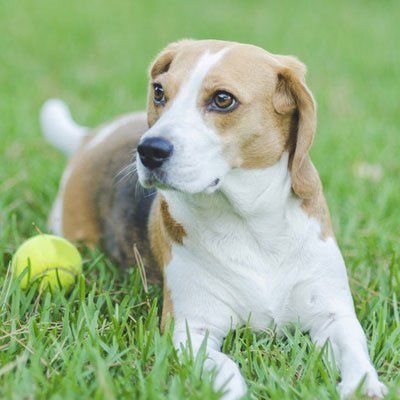 Beagle with tennis ball