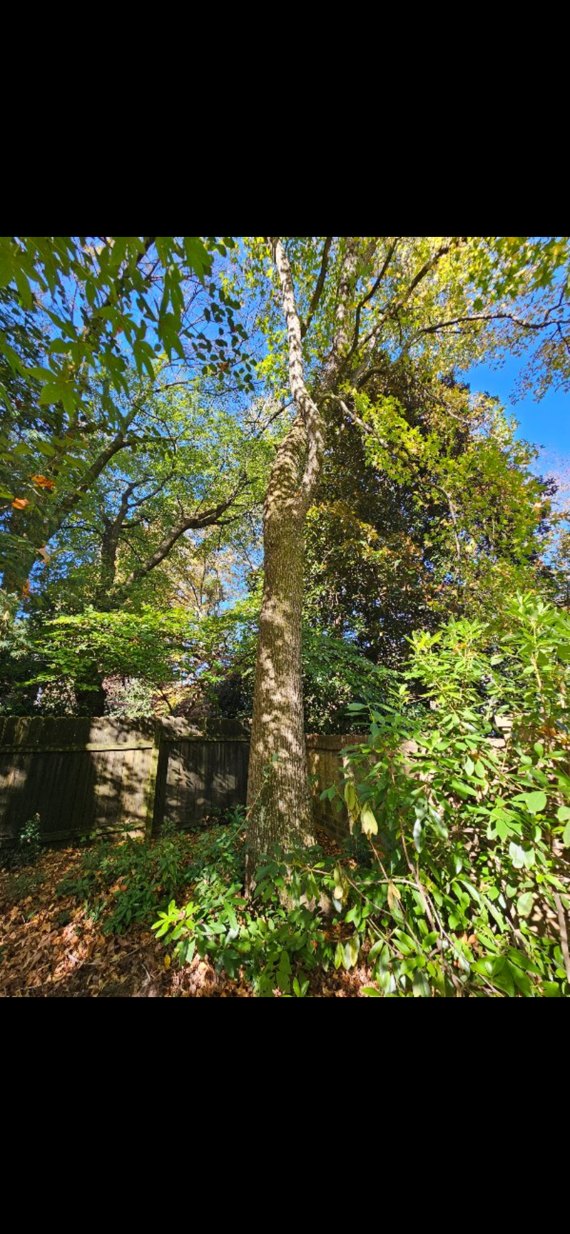 A tree in the middle of a forest with lots of leaves.