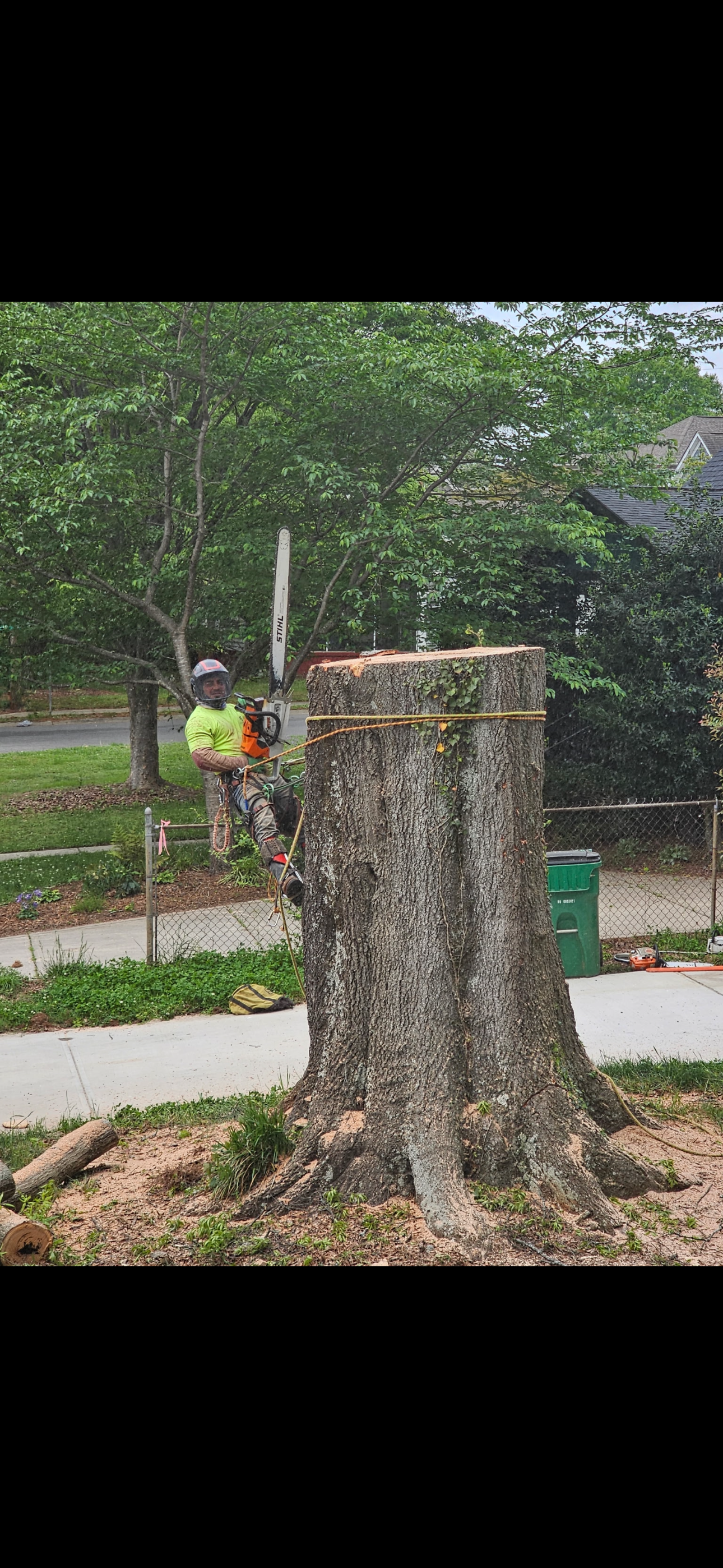 A large tree stump is being cut down by a chainsaw.