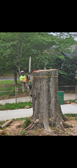 A large tree stump is being cut down by a chainsaw.