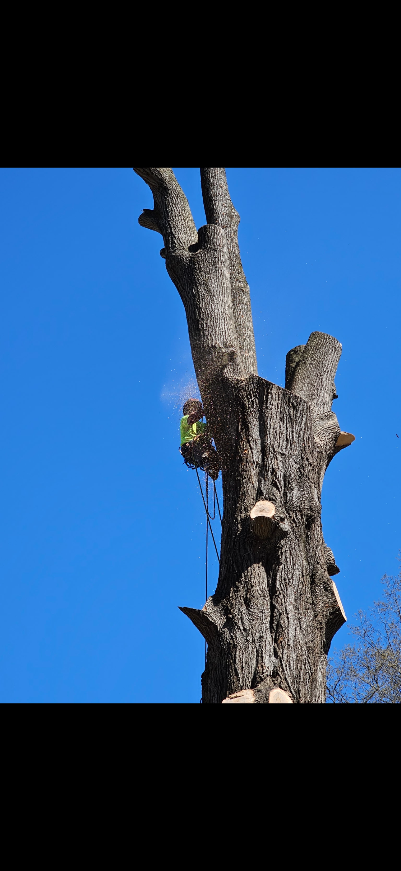 A man is cutting a tree with a chainsaw.