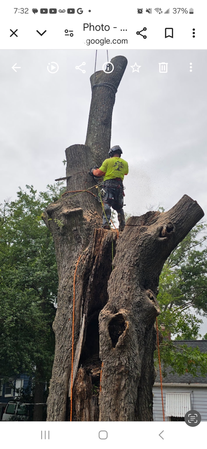 A man is standing on top of a large tree stump.