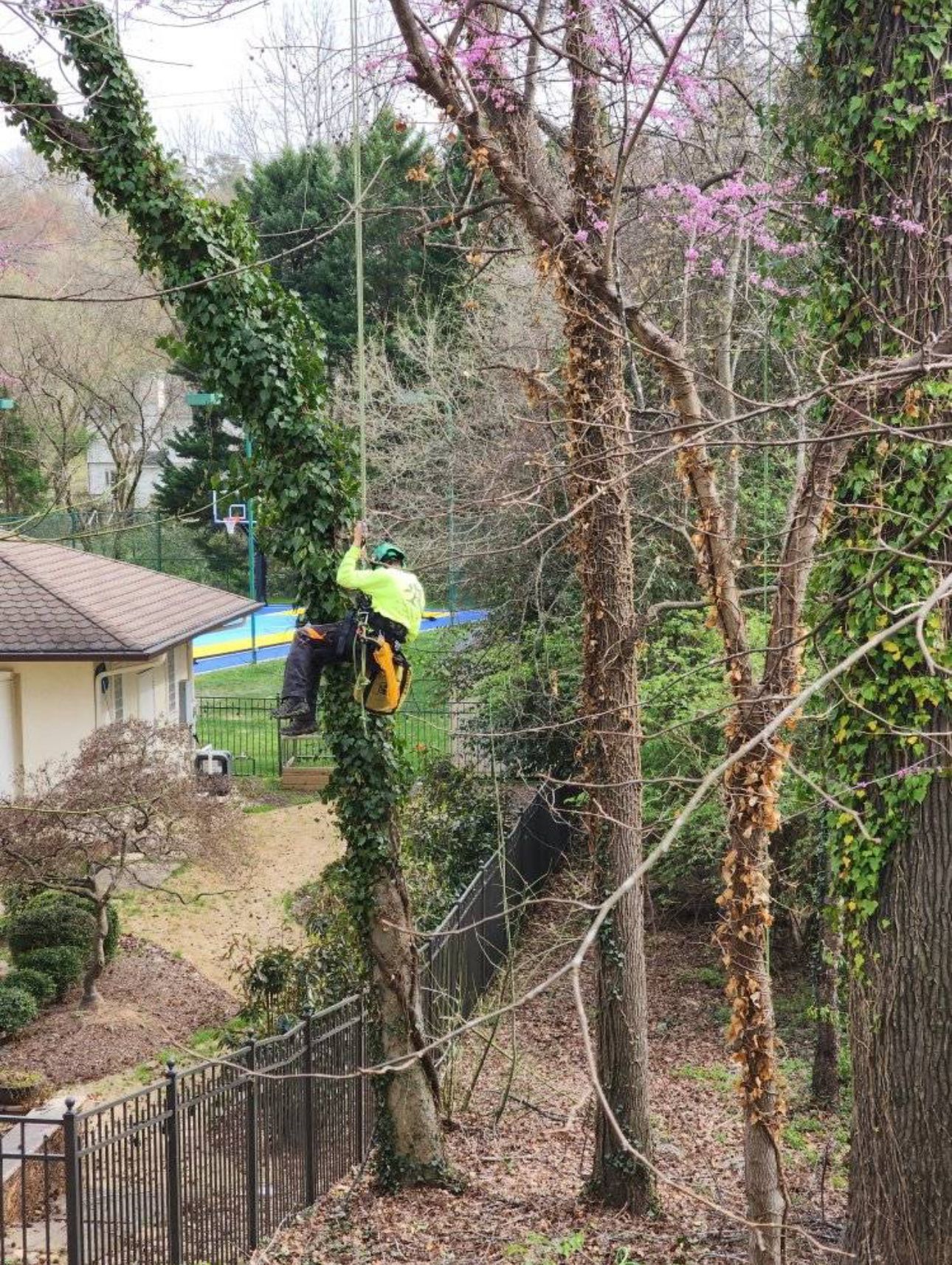 A man is climbing a tree in front of a house.