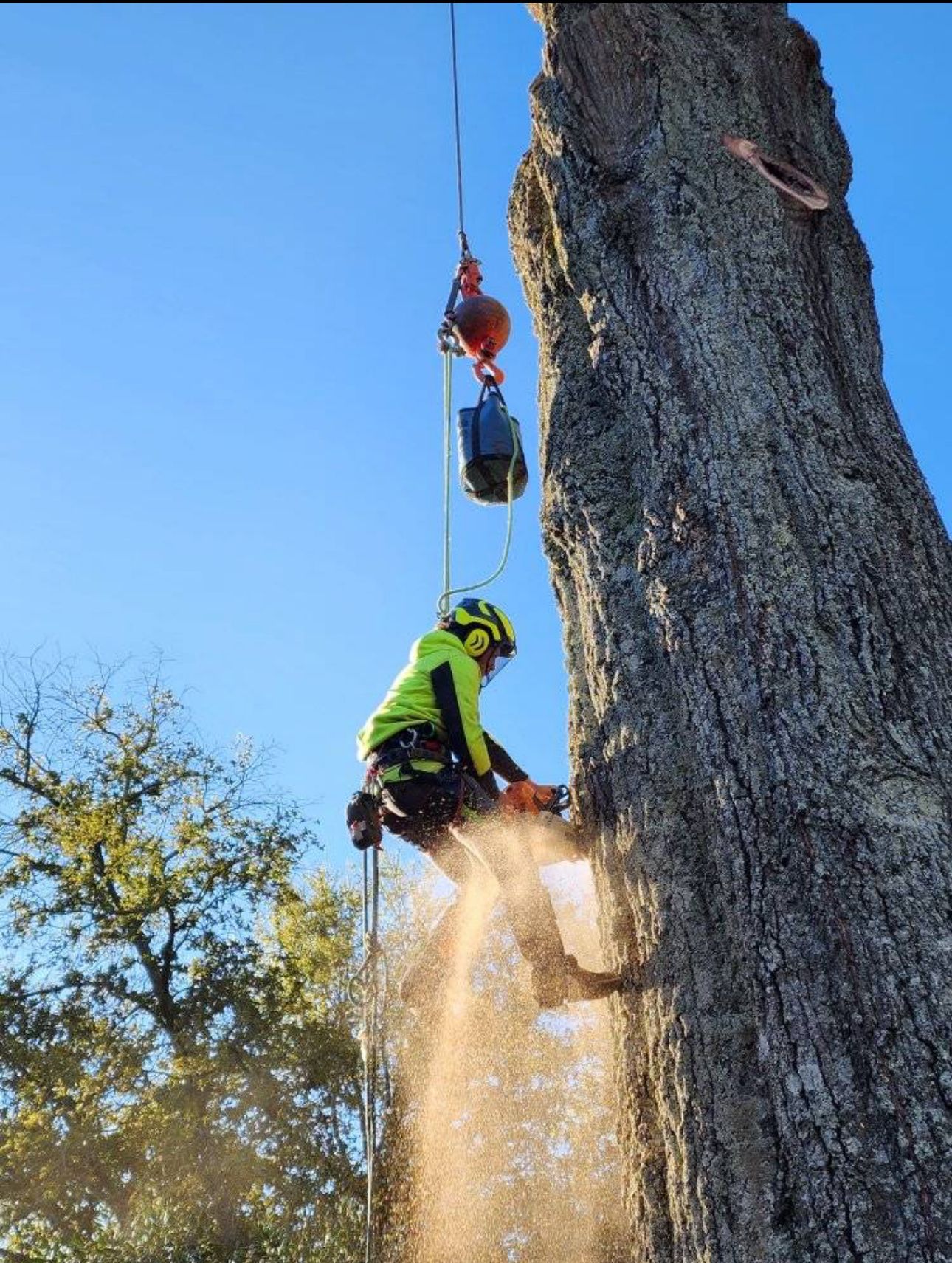 A man is climbing up a tree with a chainsaw.