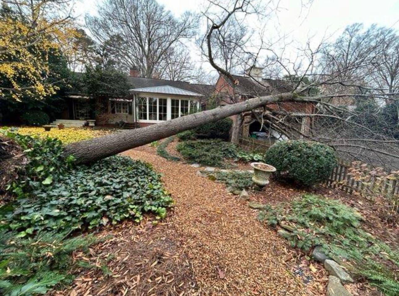 A tree that has fallen in a garden in front of a house.