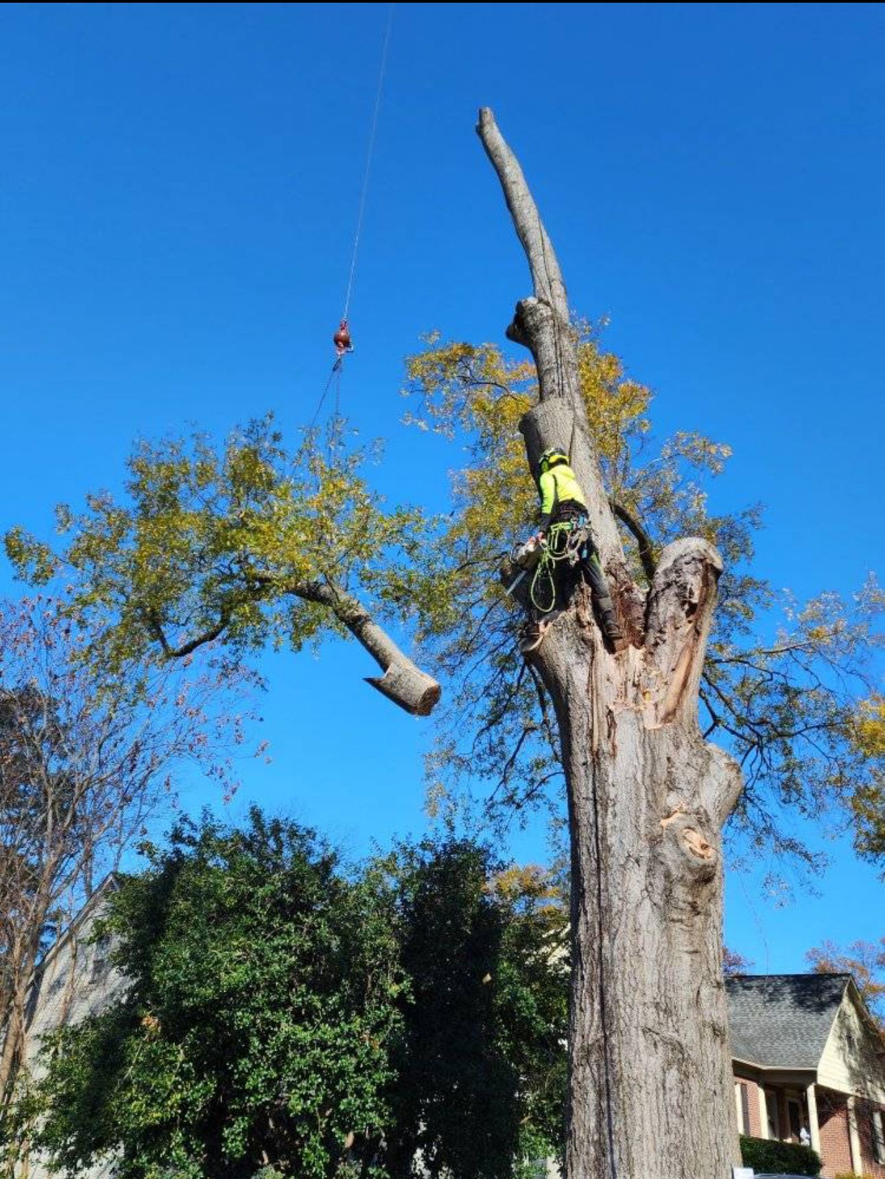 A man in a yellow vest is climbing up a tree.