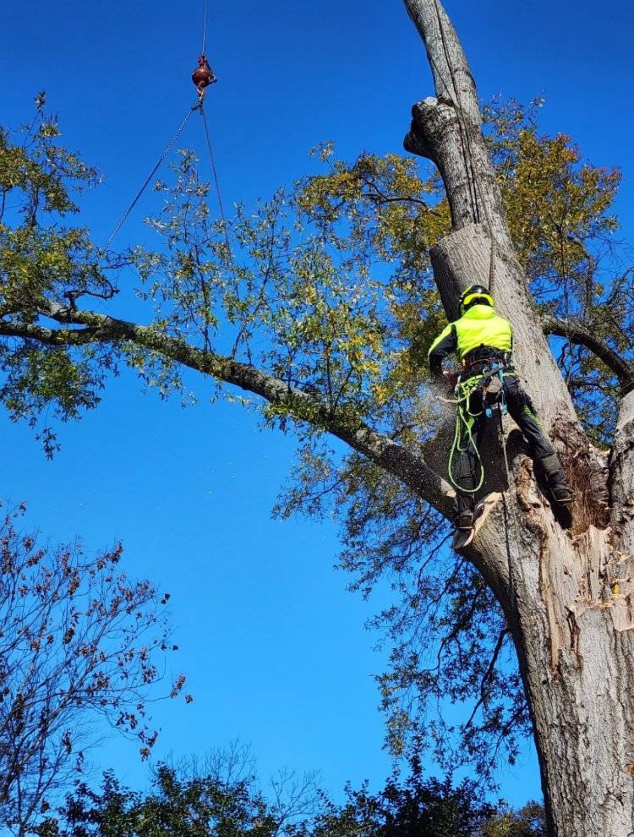 A man is cutting a tree with a chainsaw.