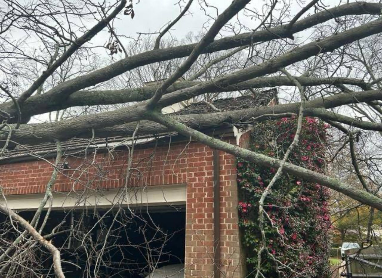 A tree has fallen on the roof of a brick house.