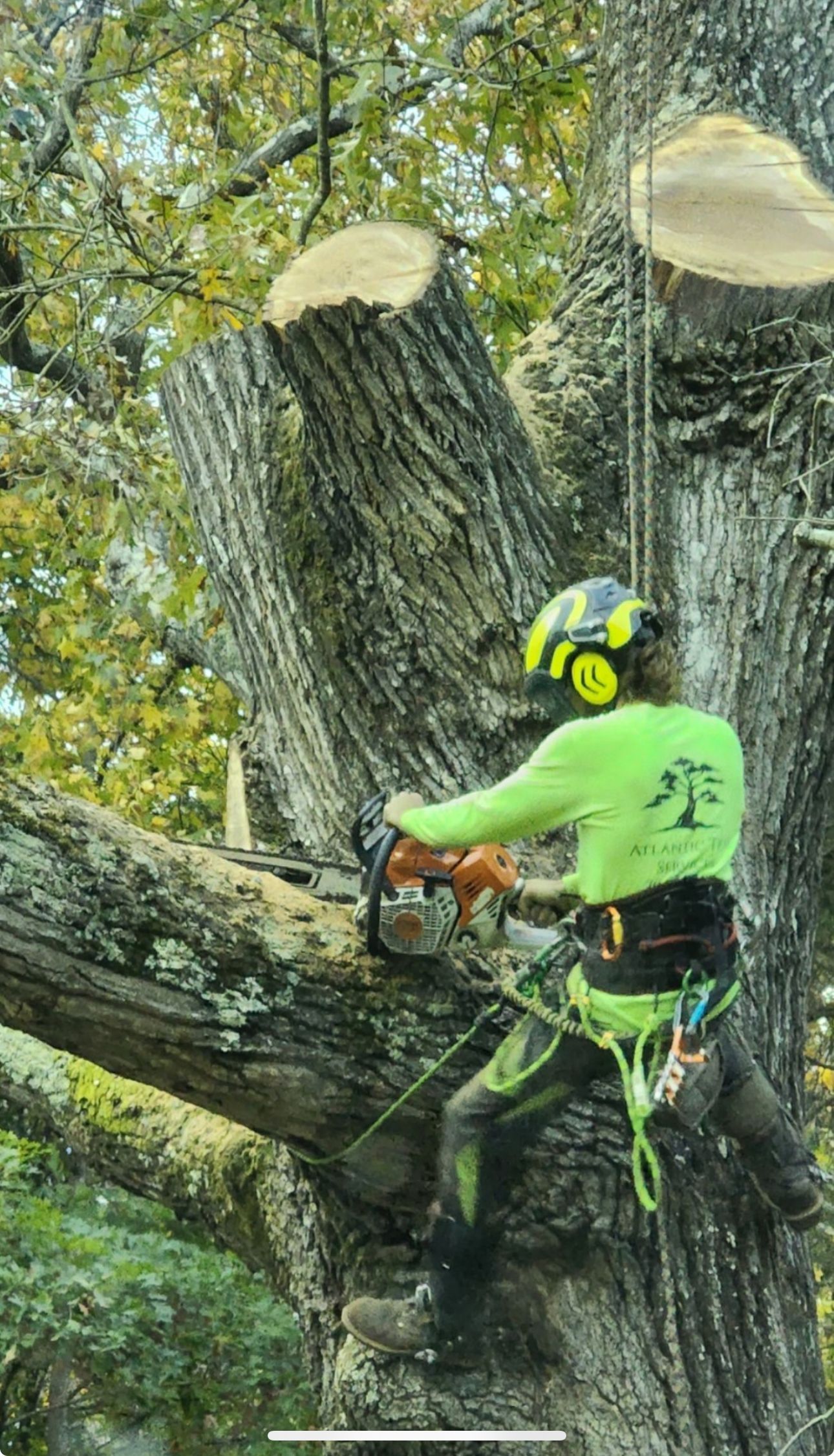 A man is cutting a tree with a chainsaw.
