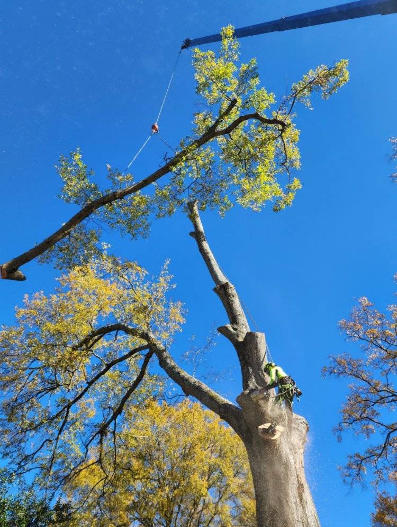 A tree being cut down by a crane on a sunny day