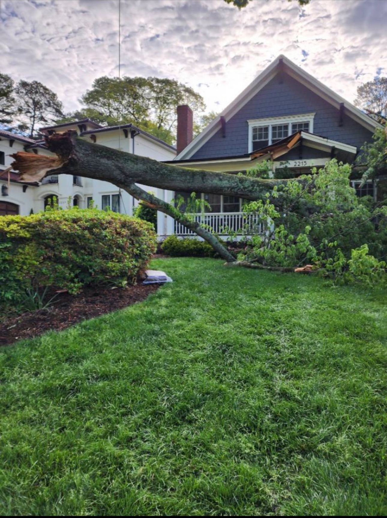 A tree that has fallen in front of a house.