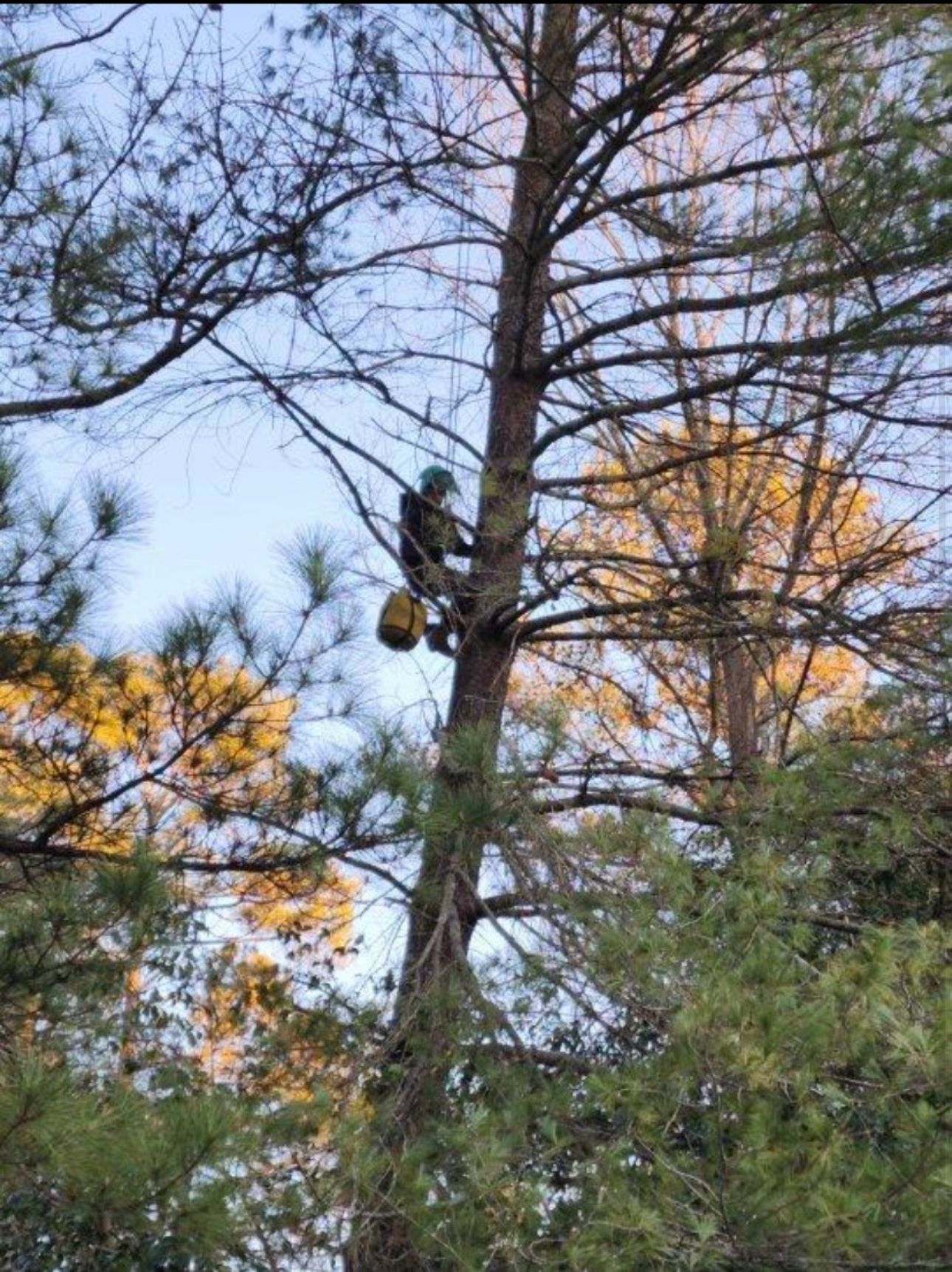 A man is climbing a tree with a rope.