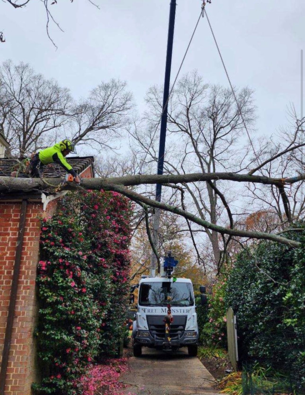 A crane is lifting a tree branch over a truck.