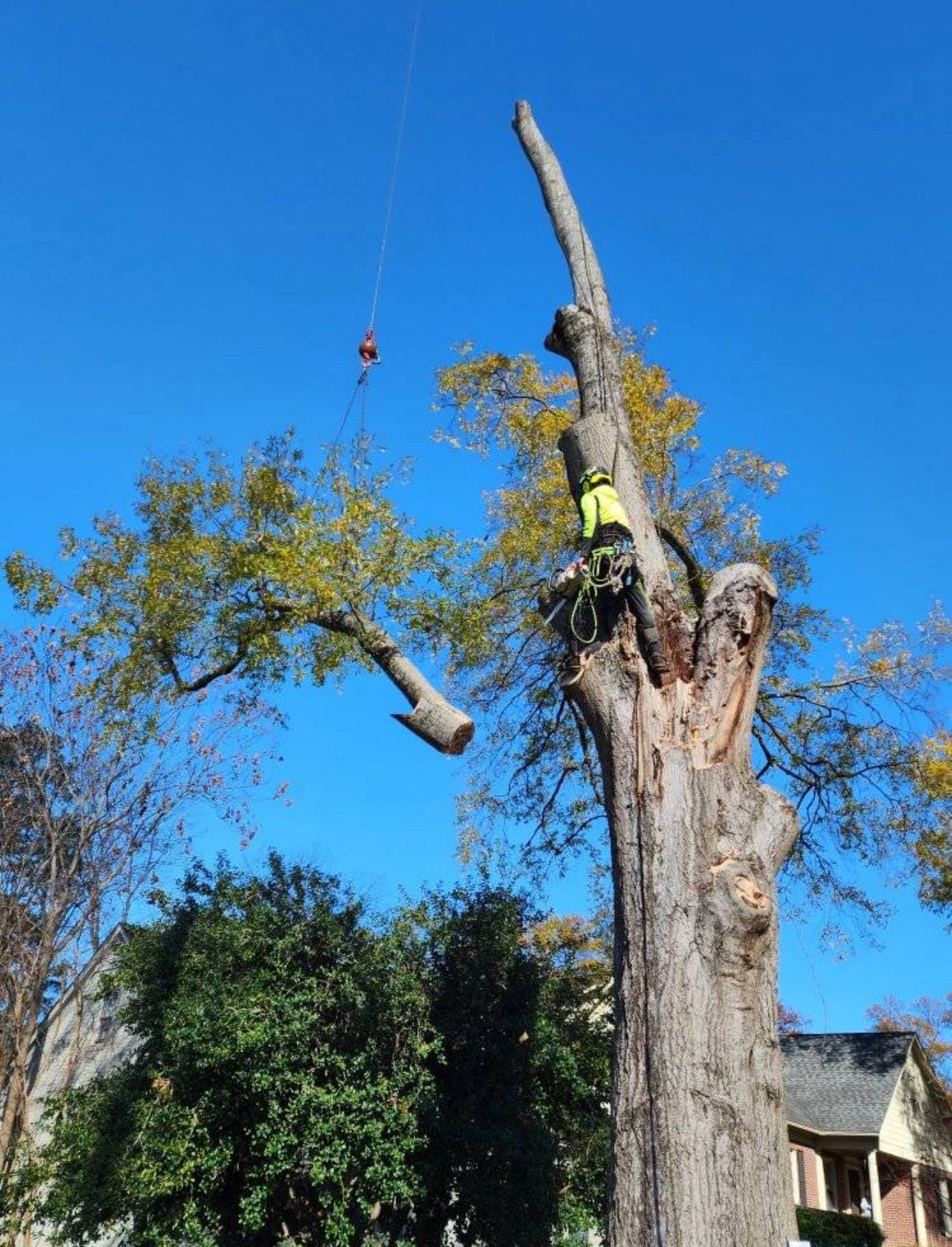 A man is climbing up a tree with a crane in the background.