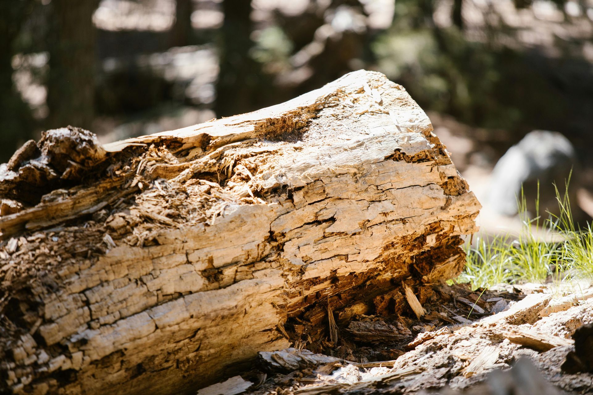 A large log is laying on the ground in the woods.