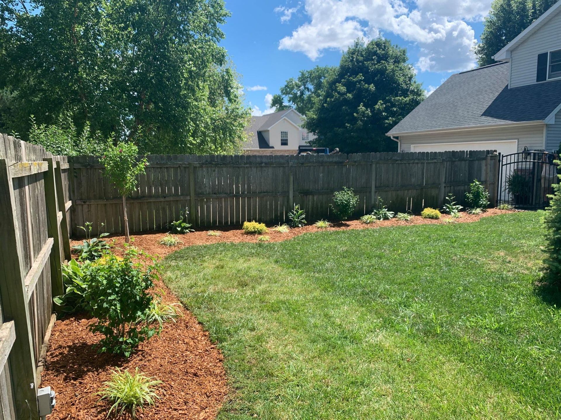 A backyard scene with a wooden privacy fence, a green lawn, and a mulched garden bed with small shrubs under a blue sky.