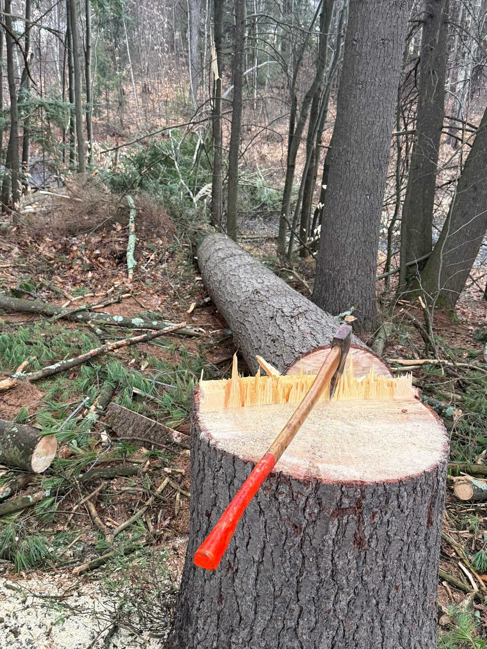 Freshly cut tree trunk in a forest, with a red-handled axe resting on the stump and log lying behind.