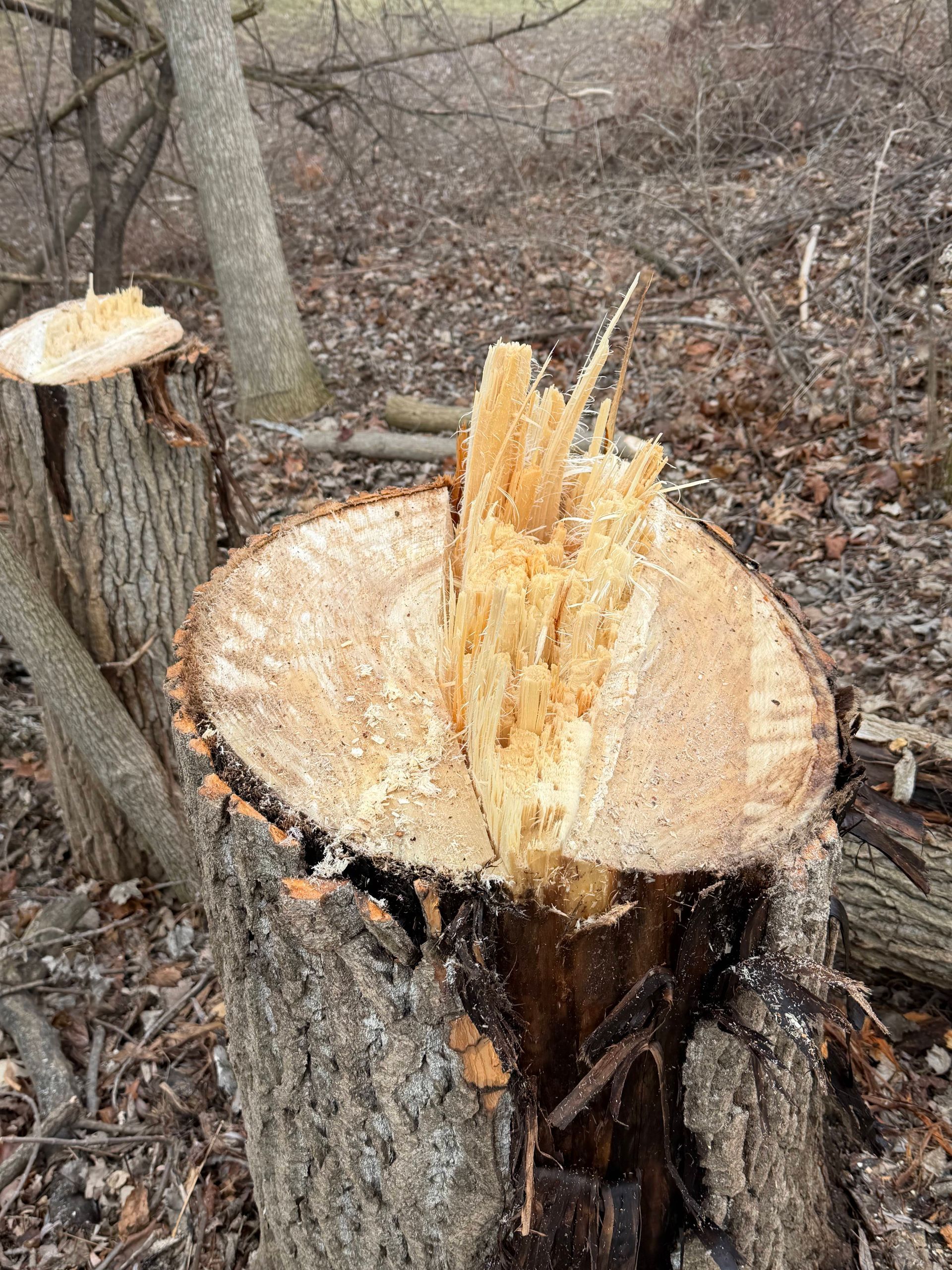 Freshly cut tree stump with jagged broken wood in a wooded area