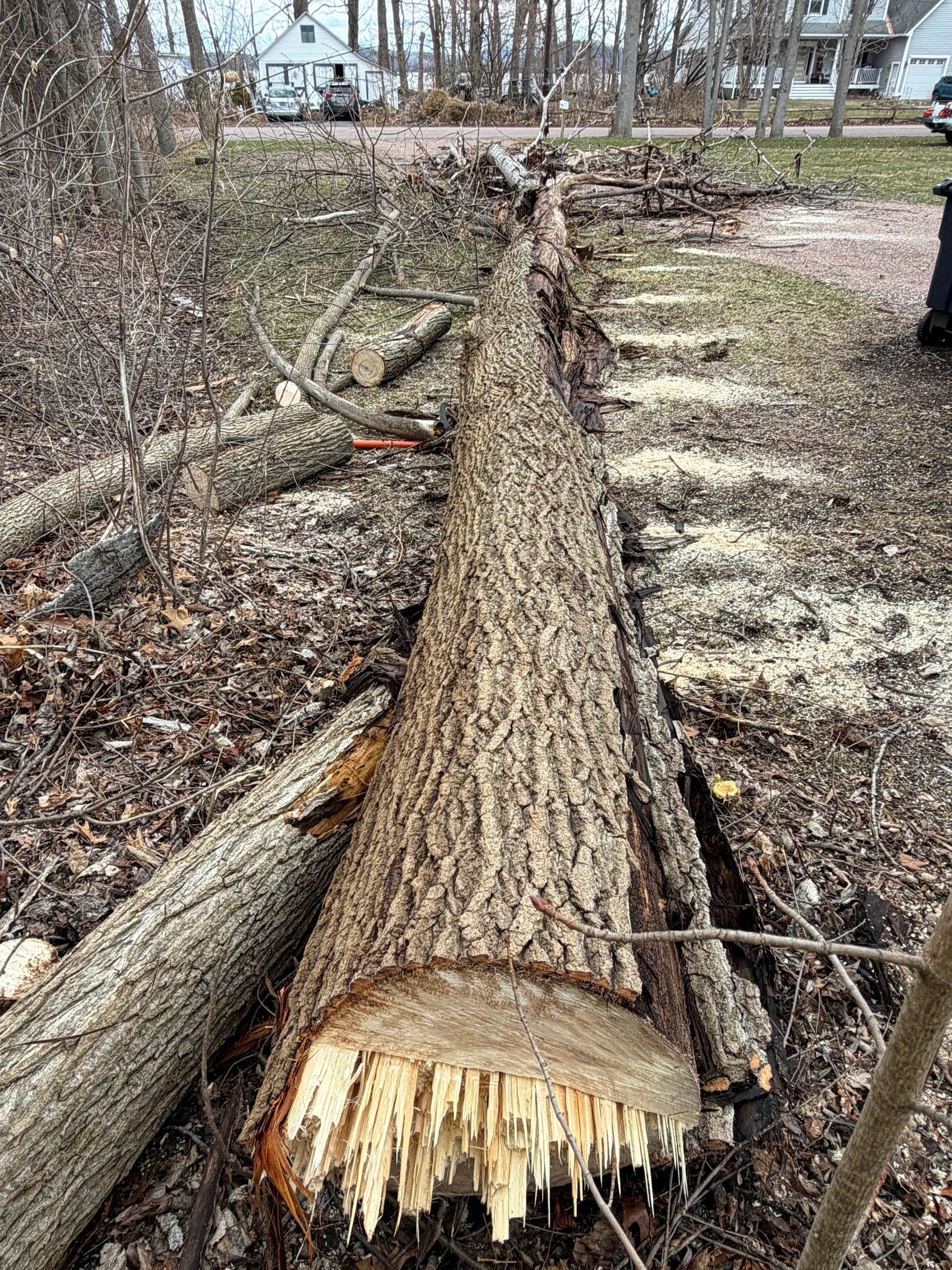 Fallen tree trunk with a jagged broken end lying on muddy ground in a wooded yard