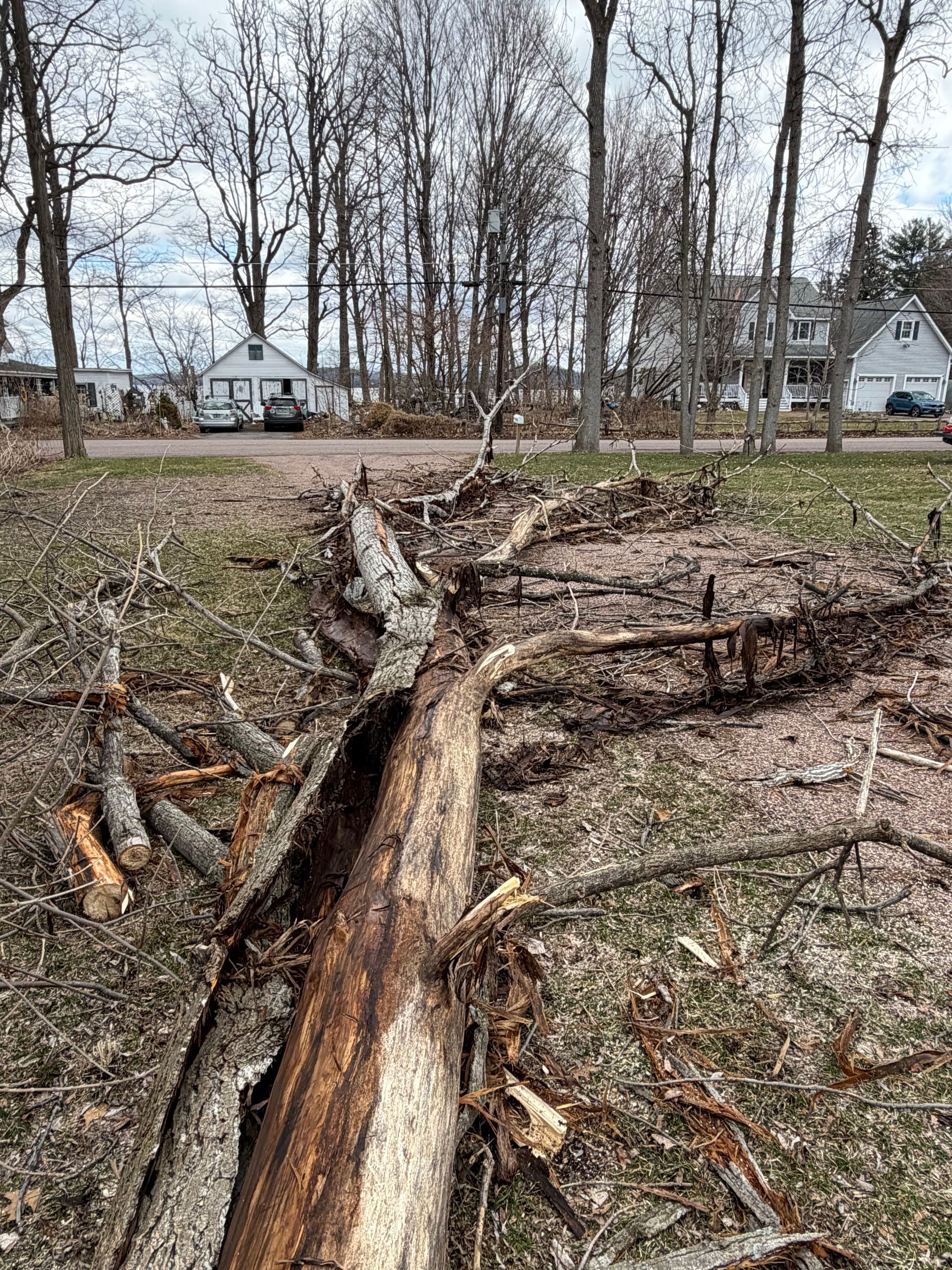 Storm-damaged fallen tree in a leafless yard, with split trunk and houses in the background