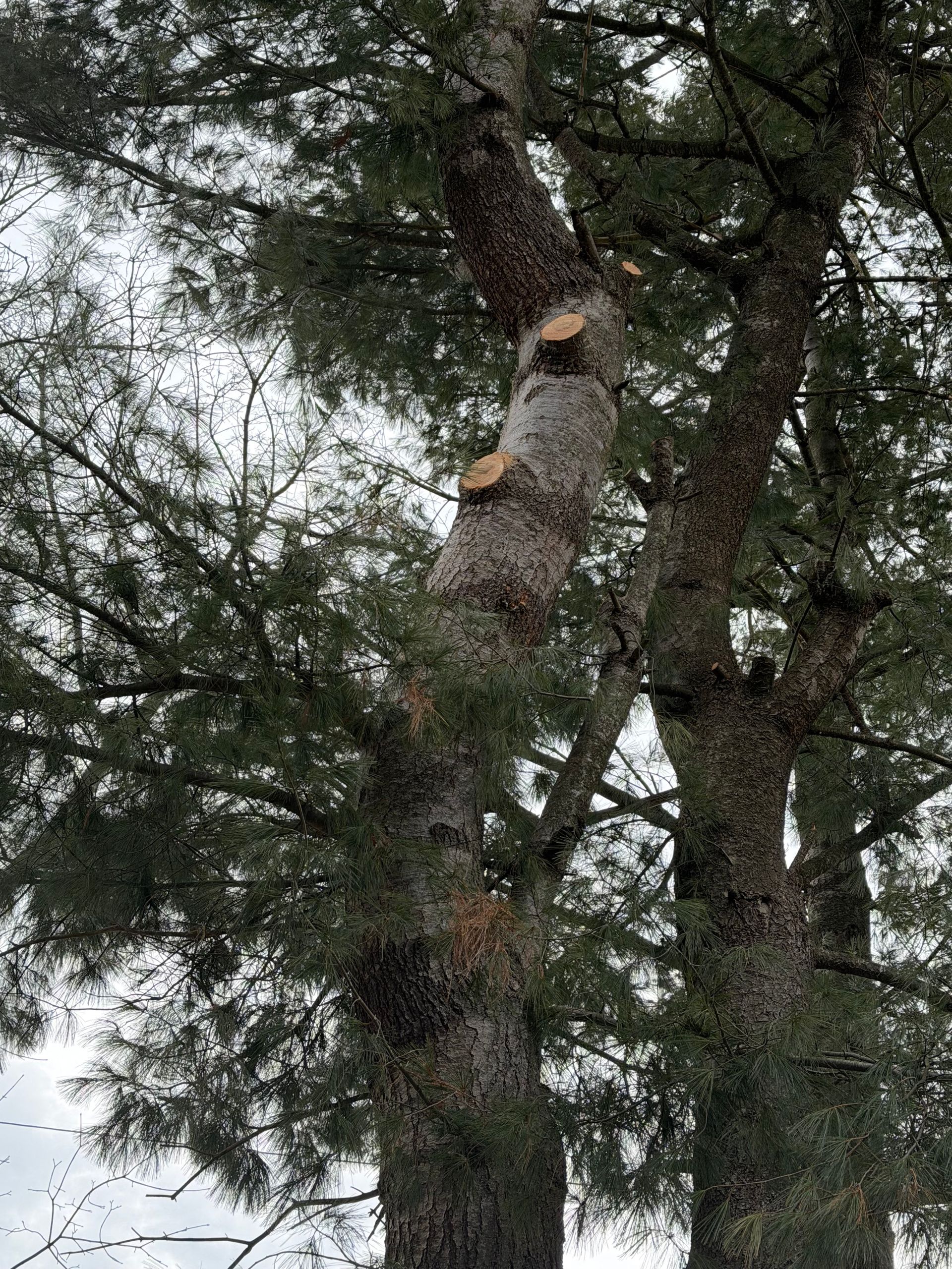 Tree trunk with cut branches among dense green pine needles under an overcast sky