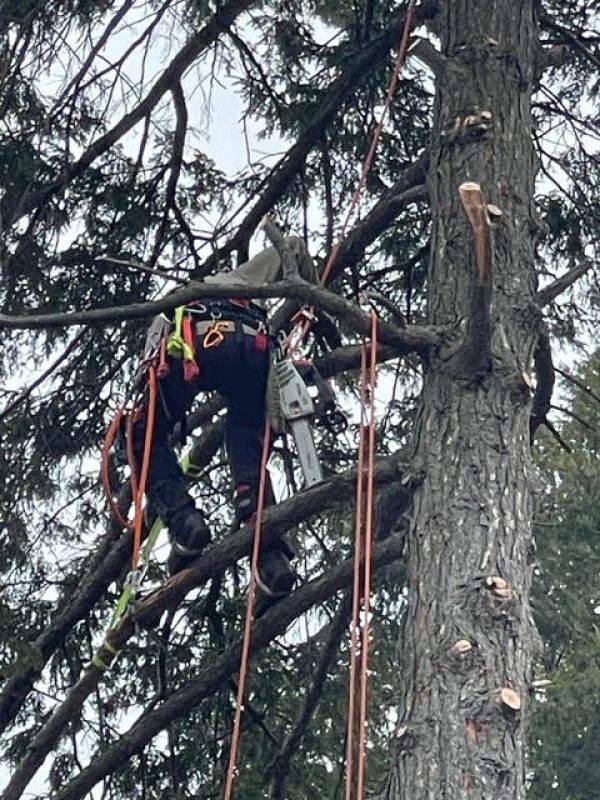 Arborist in harness and ropes climbing a tall tree, pruning branches with a chainsaw