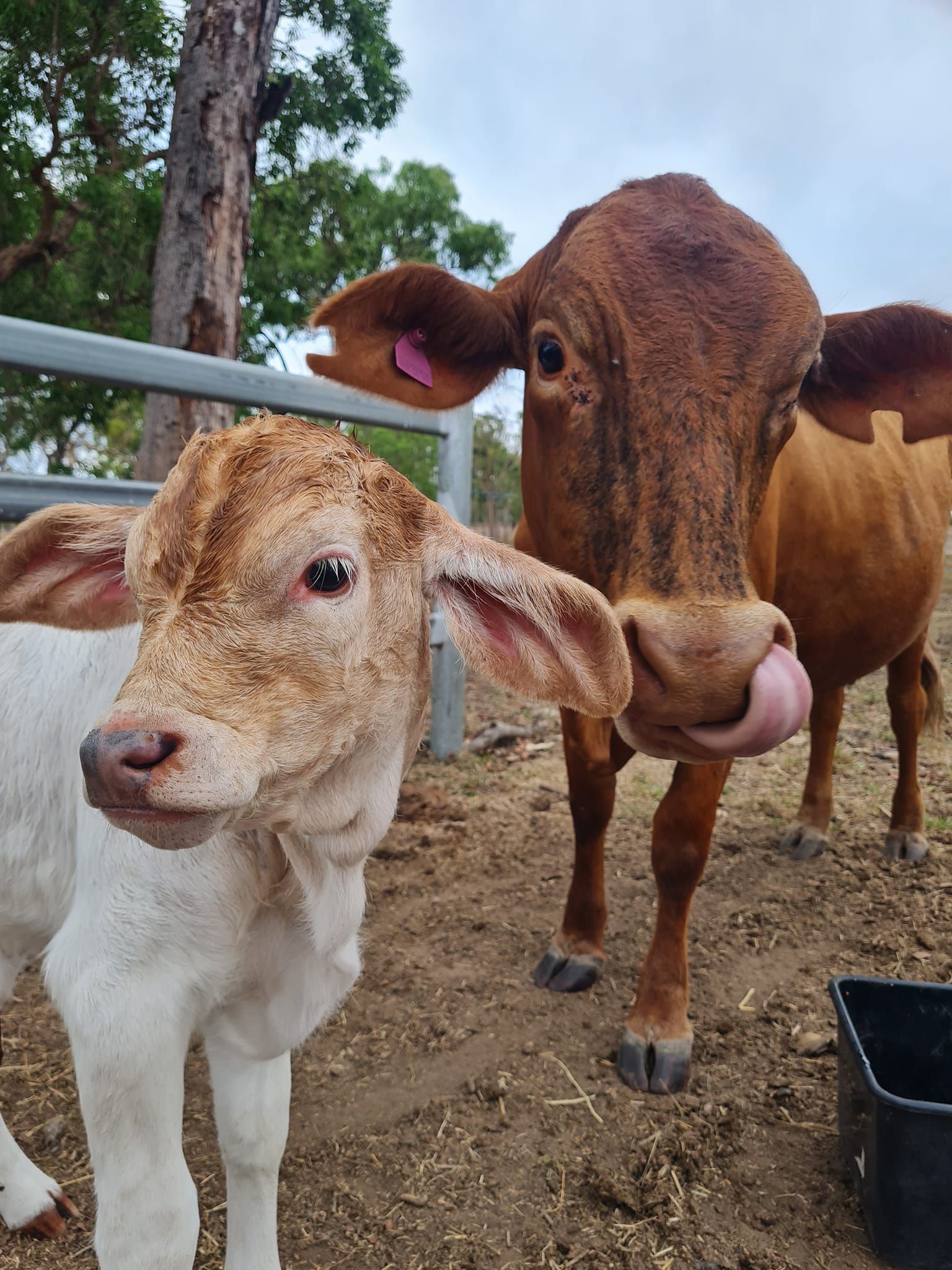 A brown cow and a white calf are standing next to each other.
