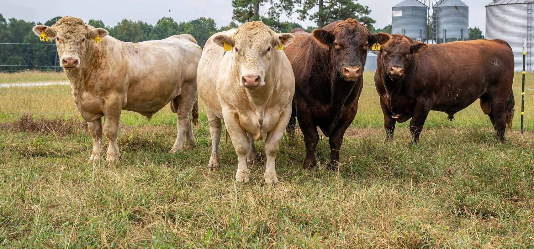 A herd of cows standing in a grassy field.
